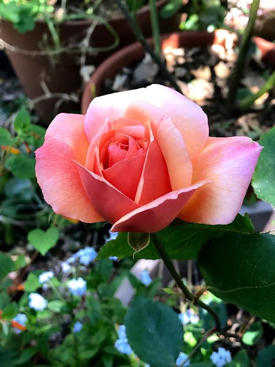 Photo of Rose (Rosa 'Gruss an Coburg') uploaded by pmpauley