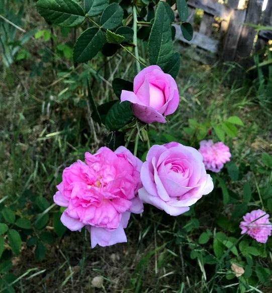 Photo of Damask Rose (Rosa 'Ispahan') uploaded by pmpauley
