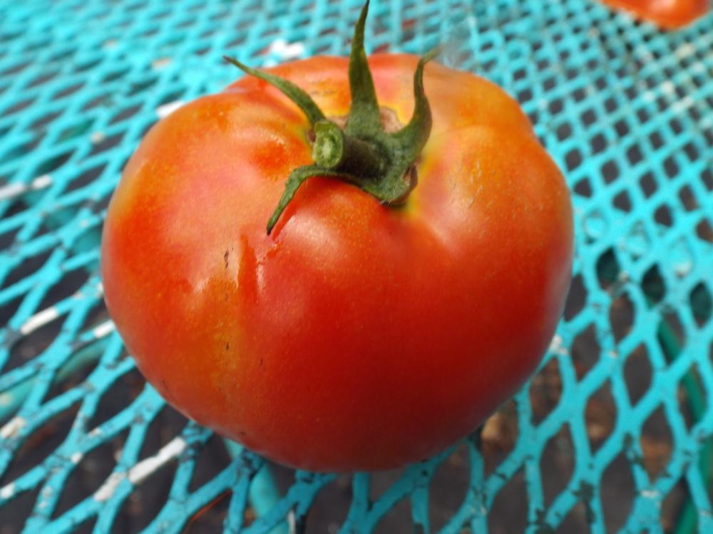 Photo of Tomato (Solanum lycopersicum 'Celebrity') uploaded by poisondartfrog