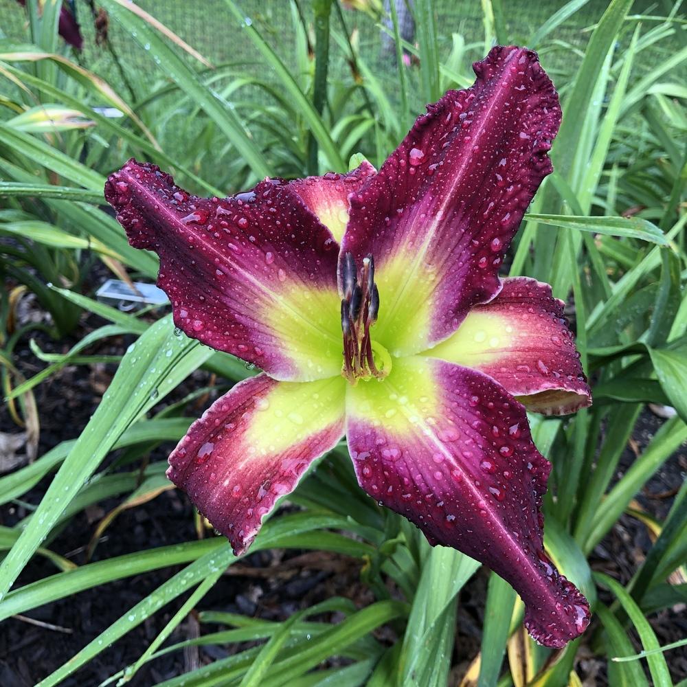 Photo of Daylily (Hemerocallis 'Help from Your Friends') uploaded by twixanddud