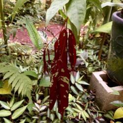 Location: My greenhouse, Florida
Date: 2021-07-09
new leaf flushes are maroon and chartreuse!