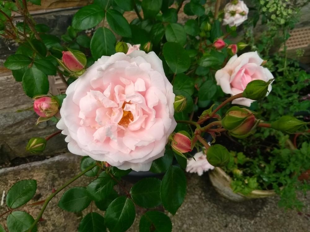Photo of Rose (Rosa 'New Dawn') uploaded by HollyLujah