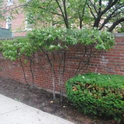 Location: Hinsdale, Illinois
Date: 2021-06-23
two specimens planted about 1995 pruned way up