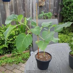 Location: Ontario, Canada
Date: 2021-07-08
A newly potted young plant. Buds are beginning to form.