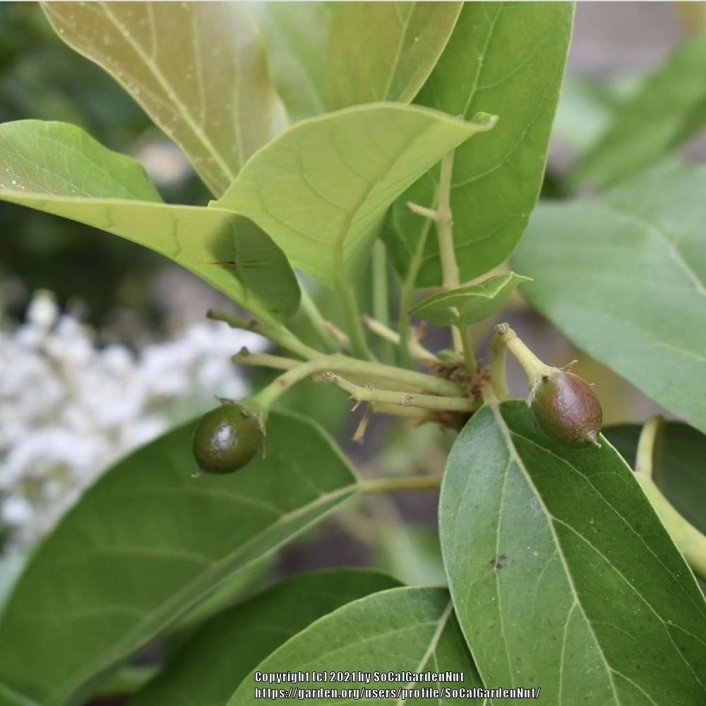 Photo of Avocado (Persea americana 'Hass') uploaded by SoCalGardenNut