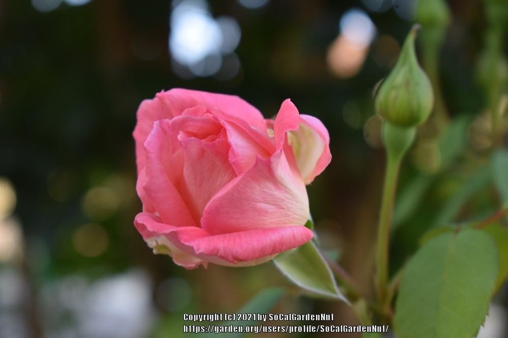 Photo of Rose (Rosa 'Comtesse de Provence') uploaded by SoCalGardenNut