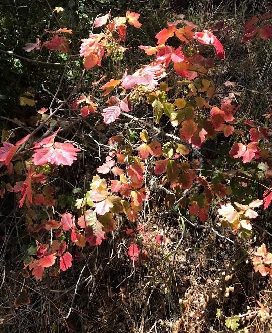 Photo of Western Poison Oak (Toxicodendron diversilobum) uploaded by pmpauley