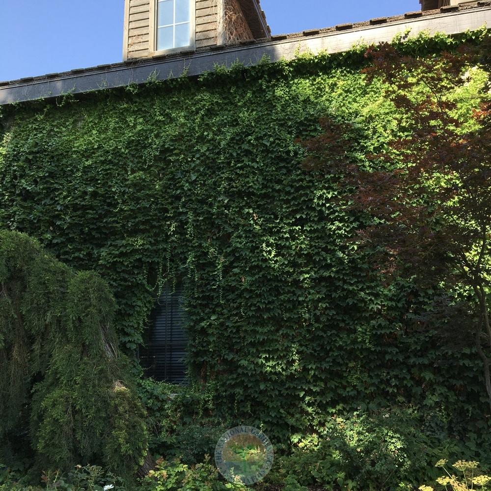 Photo of Boston Ivy (Parthenocissus tricuspidata) uploaded by BlueOddish