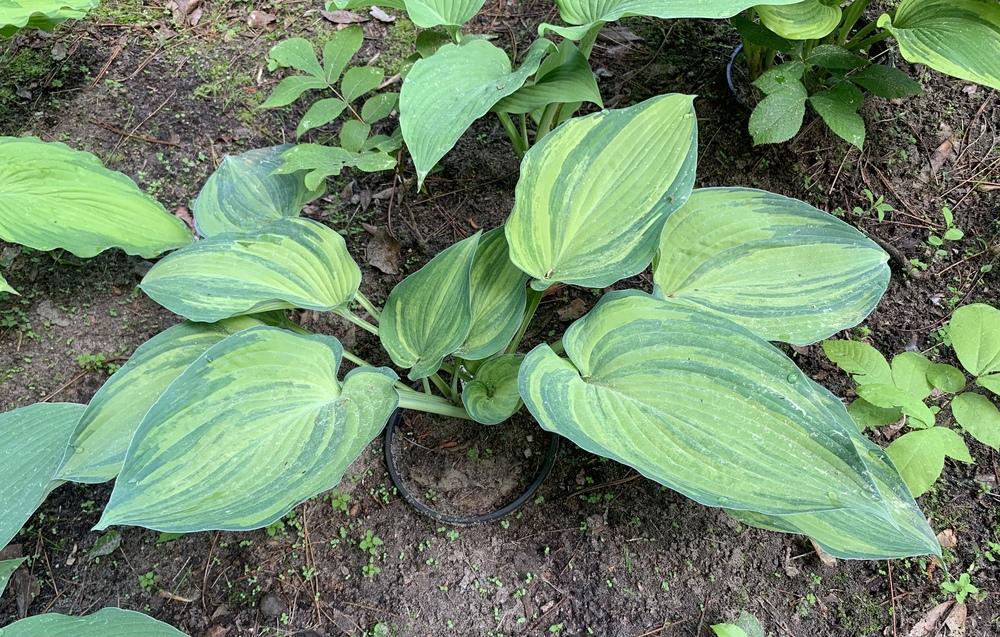 Photo of Hosta 'Confused Angel' uploaded by Rose1656