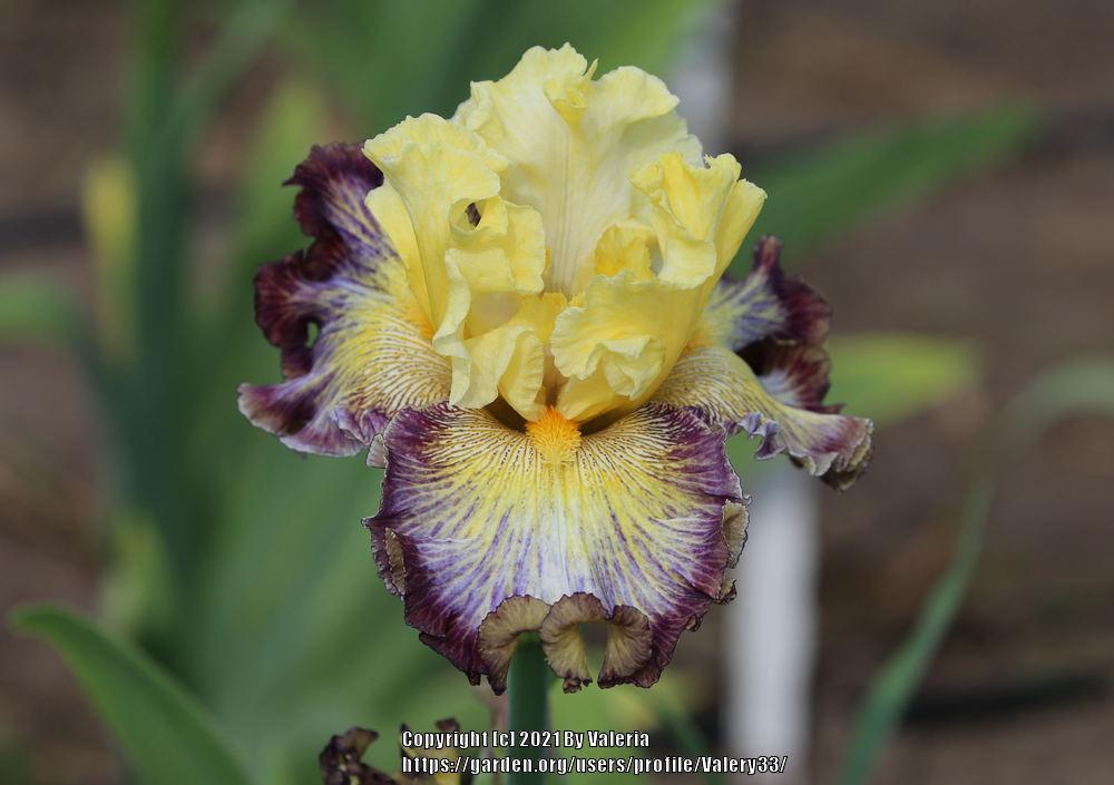 Photo of Tall Bearded Iris (Iris 'Disco Lights') uploaded by Valery33