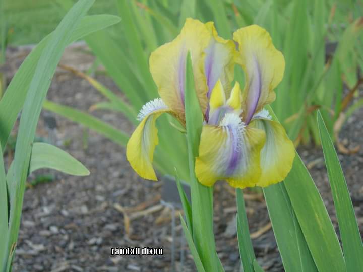 Photo of Arilbred Iris (Iris 'Vera-Louise') uploaded by arilbred