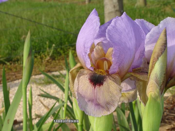 Photo of Arilbred Iris (Iris 'Windrider') uploaded by arilbred