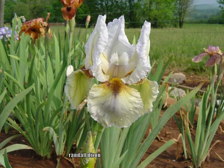 Photo of Arilbred Iris (Iris 'All the Way') uploaded by arilbred