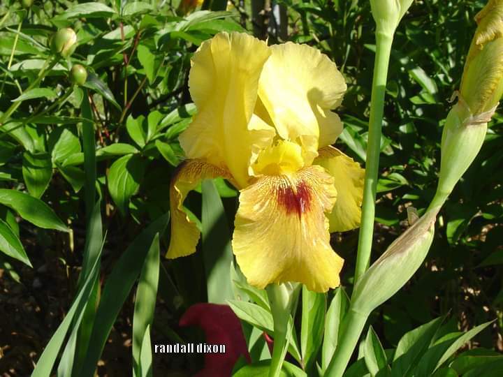Photo of Arilbred Iris (Iris 'Burnished Star') uploaded by arilbred