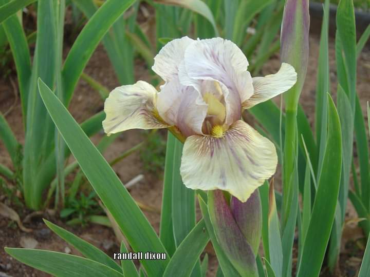 Photo of Arilbred Iris (Iris 'Mohr Delight') uploaded by arilbred