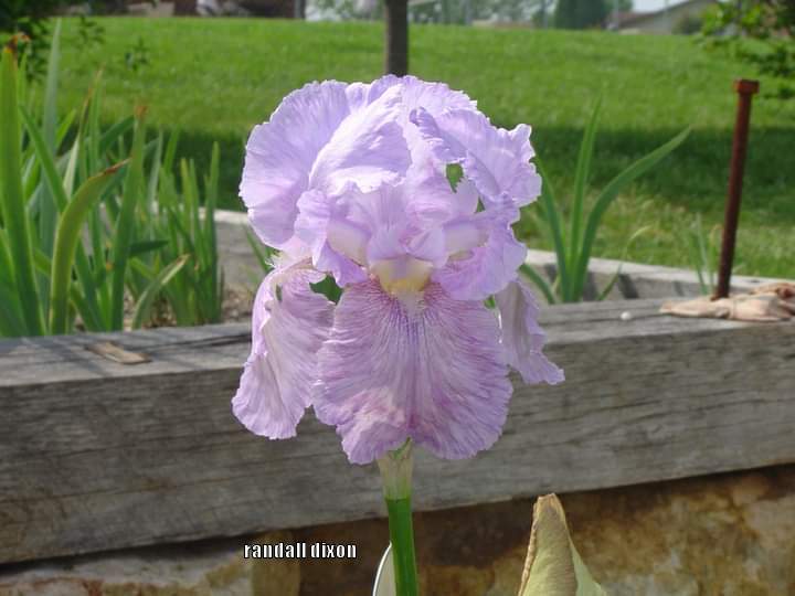 Photo of Arilbred Iris (Iris 'Blue Motife') uploaded by arilbred