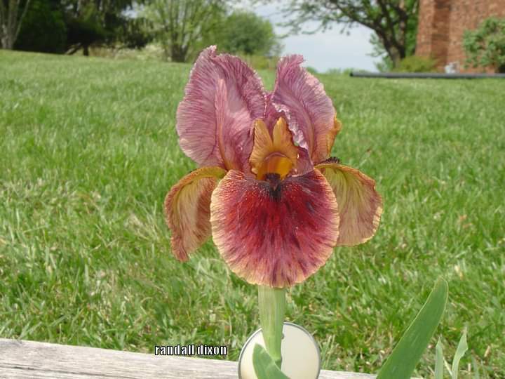 Photo of Arilbred Iris (Iris 'Turkish Tangent') uploaded by arilbred