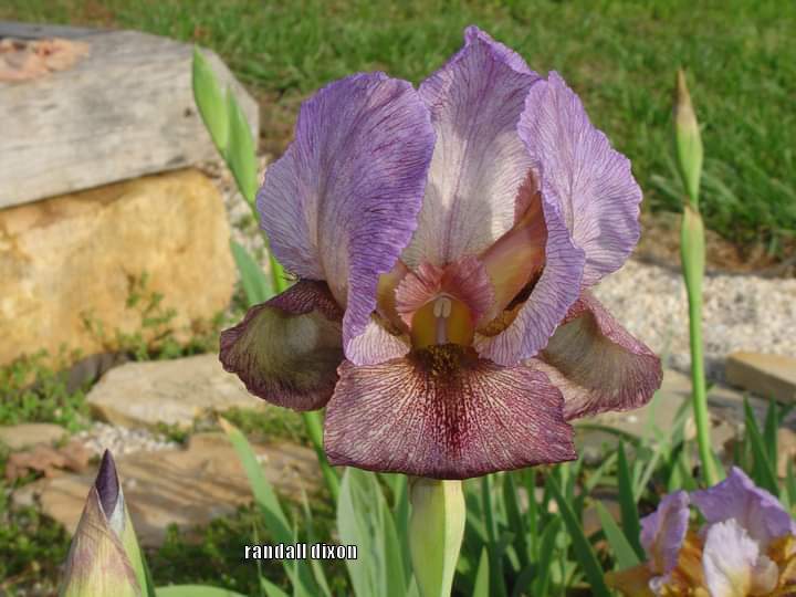 Photo of Arilbred Iris (Iris 'Grizzled Old Warrior') uploaded by arilbred