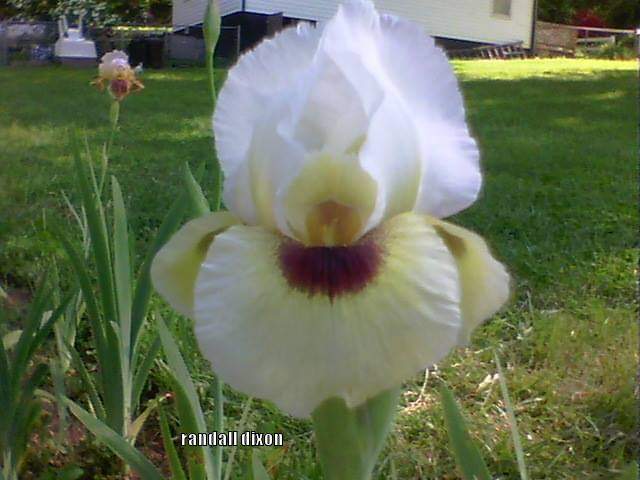 Photo of Arilbred Iris (Iris 'Spirit of Caleb') uploaded by arilbred