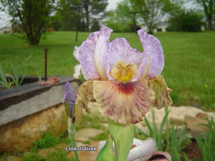 Photo of Arilbred Iris (Iris 'Falcon Flight') uploaded by arilbred