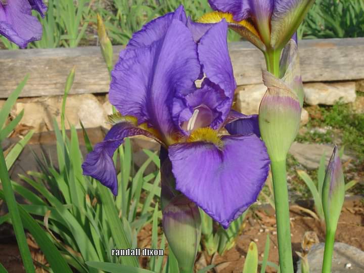 Photo of Arilbred Iris (Iris 'Alright Already') uploaded by arilbred