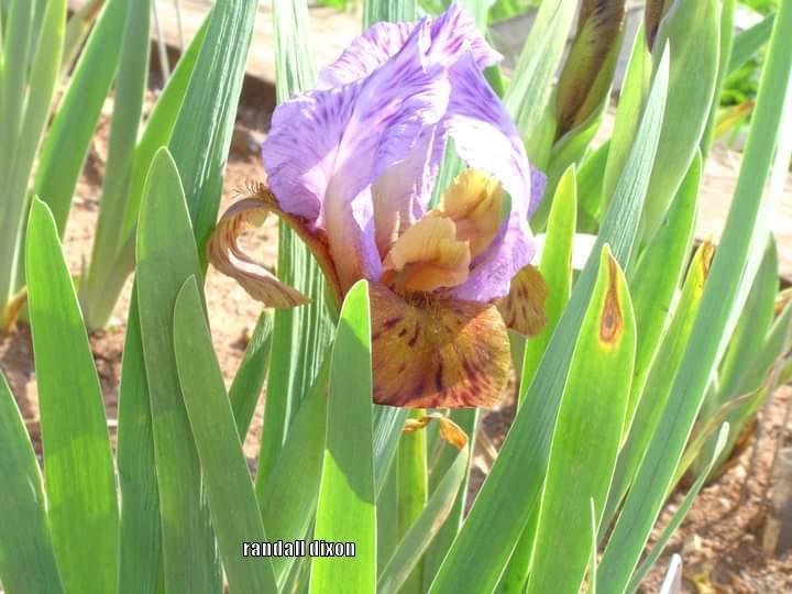 Photo of Arilbred Iris (Iris 'Zemira') uploaded by arilbred