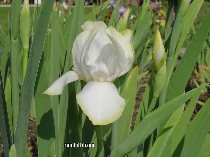Photo of Arilbred Iris (Iris 'White Arts') uploaded by arilbred