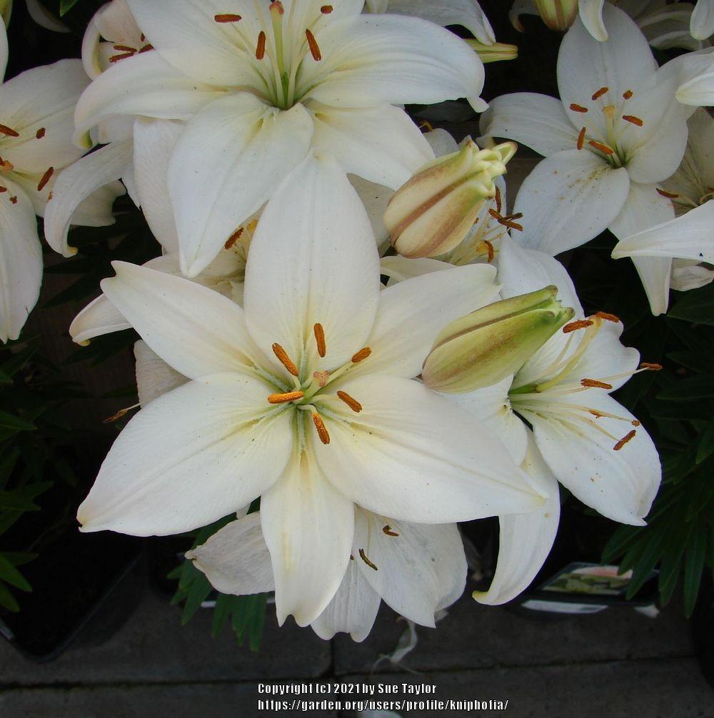 Photo of Lily (Lilium 'Reinesse') uploaded by kniphofia
