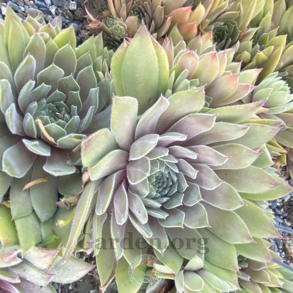 Photo of Hen and Chicks (Sempervivum 'Neptune') uploaded by springcolor