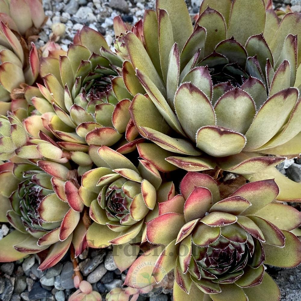 Photo of Hen and Chick (Sempervivum 'Lion King') uploaded by springcolor