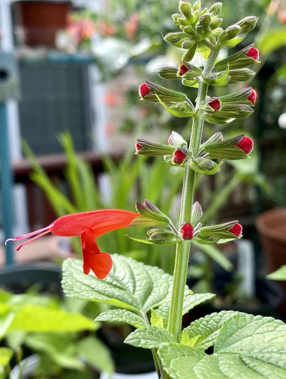 Photo of Scarlet Sage (Salvia coccinea) uploaded by Gerris2