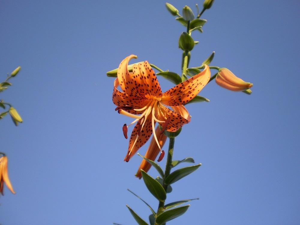 Photo of Tiger Lily (Lilium lancifolium) uploaded by Lucius93