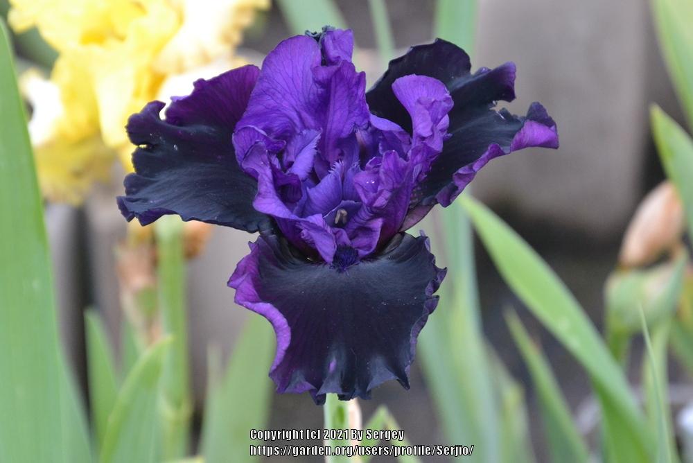 Photo of Tall Bearded Iris (Iris 'Midnight Treat') uploaded by Serjio