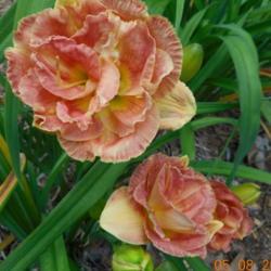 Location: Flower Branch Gardens Daylily Farm, Colmesneil, TX
Date: 2016-05-08
Double Pink Peony