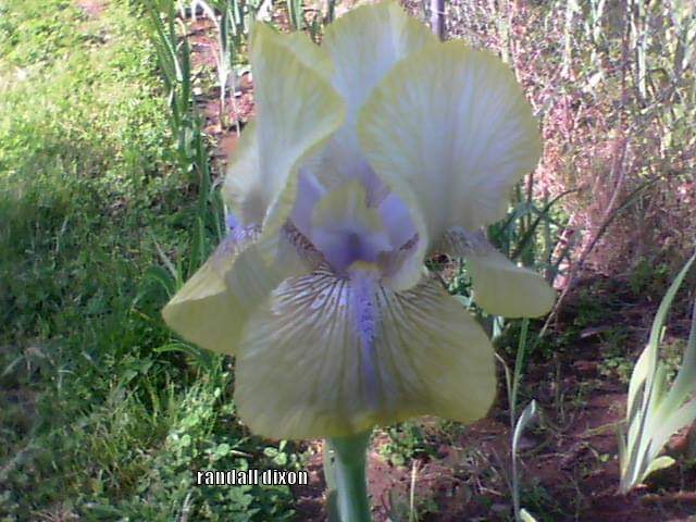 Photo of Arilbred Iris (Iris 'Saffron Charm') uploaded by arilbred