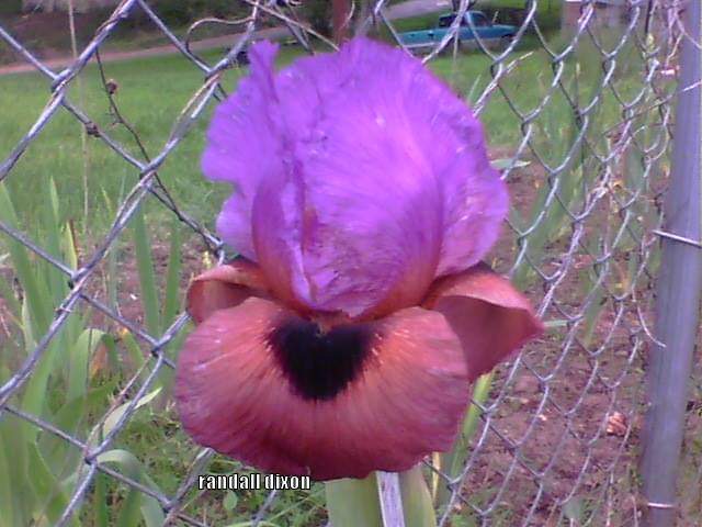 Photo of Arilbred Iris (Iris 'Hannah's Prayer') uploaded by arilbred