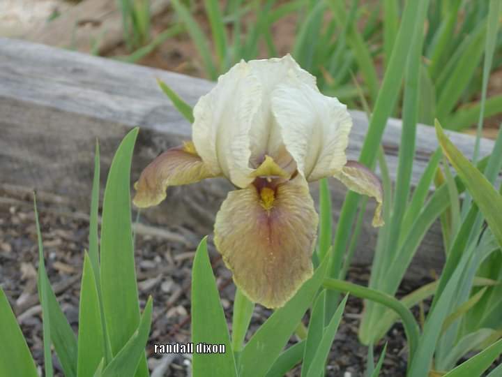 Photo of Arilbred Iris (Iris 'Zwanenburg') uploaded by arilbred