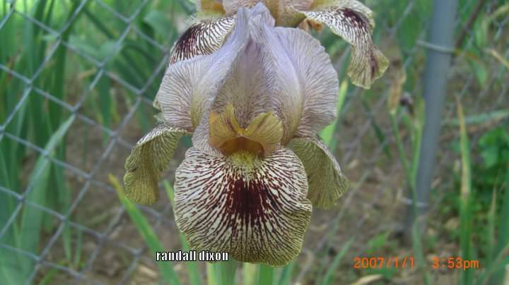Photo of Arilbred Iris (Iris 'Kedesh') uploaded by arilbred