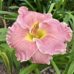 Location: My zone 5 garden.
Date: 2021-07-08
this is a giant pink ruffly flower.