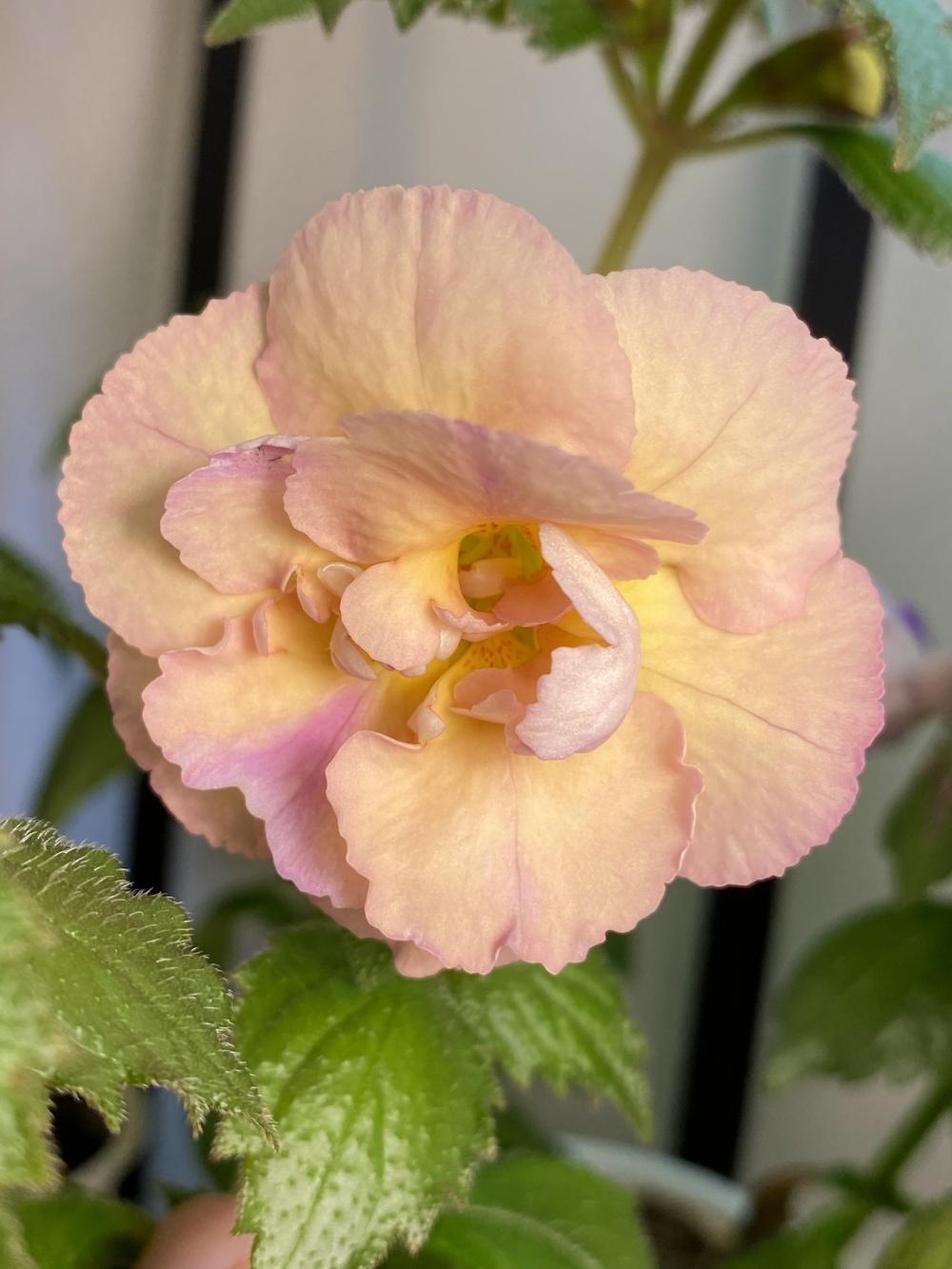 Photo of Achimenes 'Yellow English Rose' uploaded by Gerris2