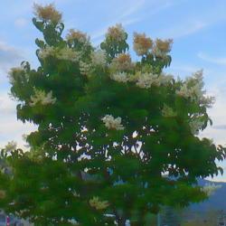 Location: Nora's Garden - Castlegar, B.C.
Date: 2019-06-18
- Wonderful fragrance drifts down from our tree.