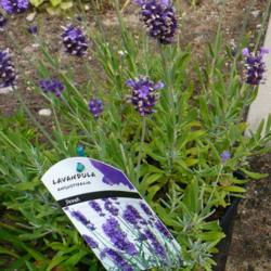 Location: Nora's Garden - Castlegar, B.C.
Date: 2016-07-02
- The latest addition to a few Lavenders.