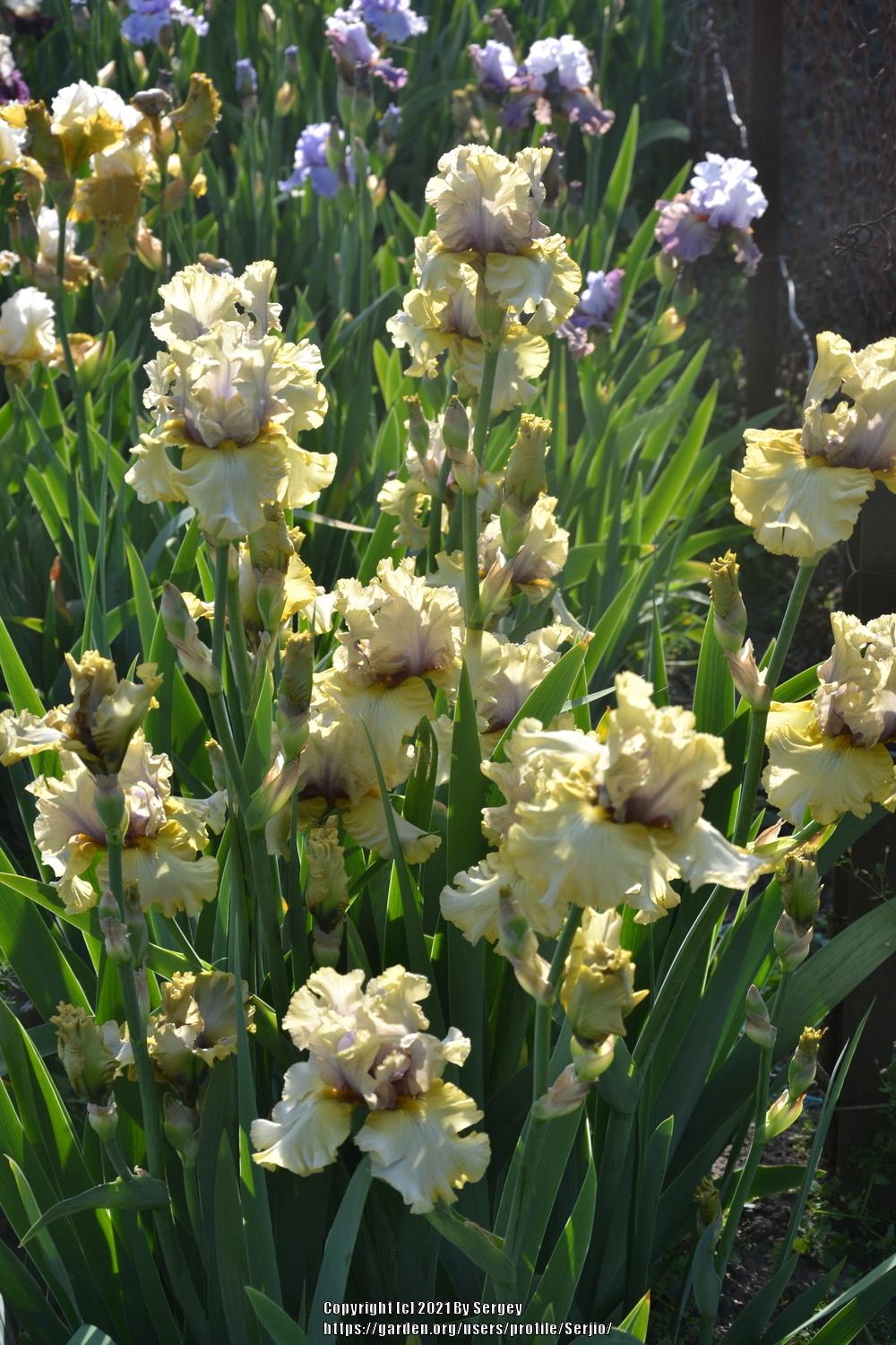 Photo of Tall Bearded Iris (Iris 'Monsoon Moon') uploaded by Serjio
