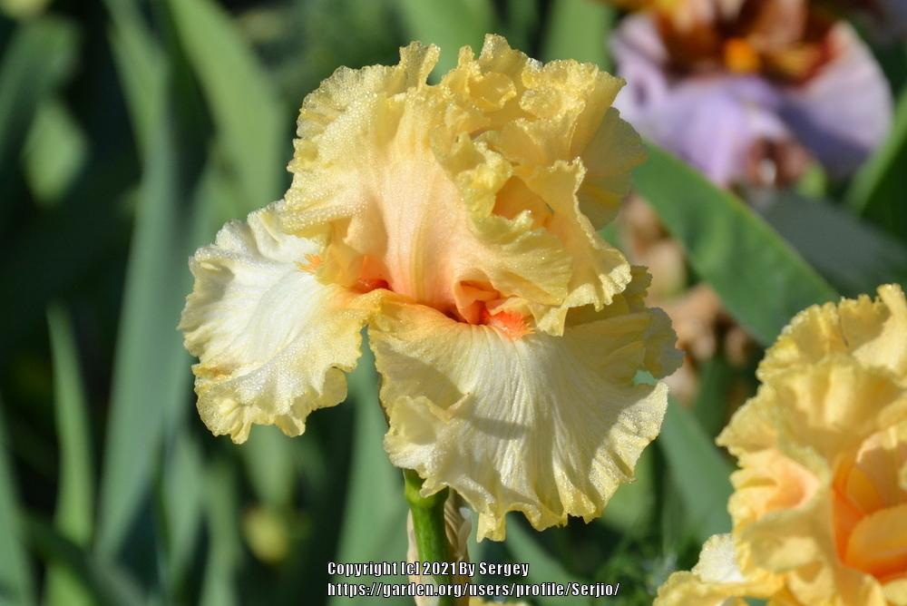 Photo of Tall Bearded Iris (Iris 'Mimosa') uploaded by Serjio