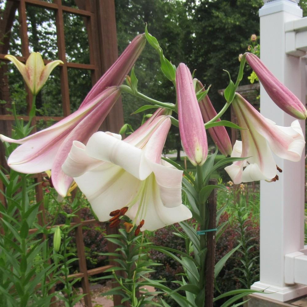 Photo of Lily (Lilium 'Easter Morn') uploaded by stilldew