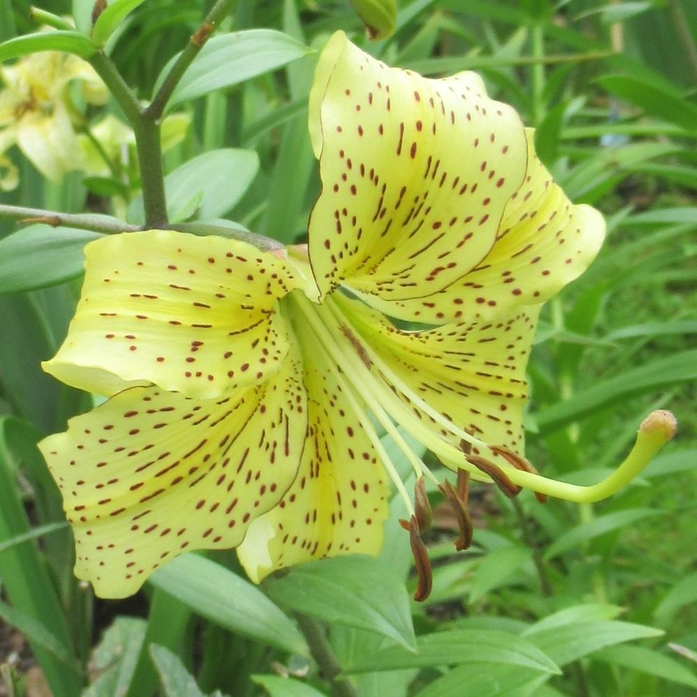 Photo of Lily (Lilium 'Henry's Surprise') uploaded by stilldew