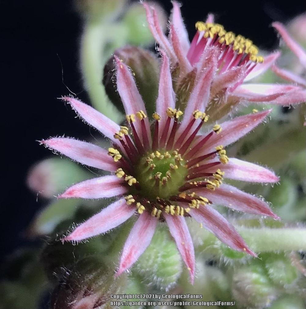 Photo of Hen and Chicks (Sempervivum 'Frost and Flame') uploaded by GeologicalForms