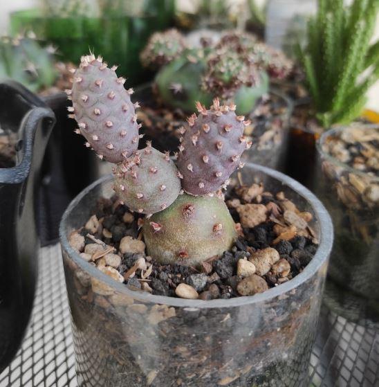 Photo of Papery Spine Cactus (Tephrocactus articulatus) uploaded by Kaktus