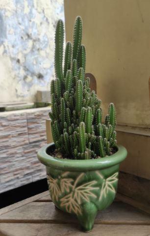 Photo of Monstrose Triangle Cactus (Acanthocereus tetragonus 'Fairy Castle') uploaded by Kaktus