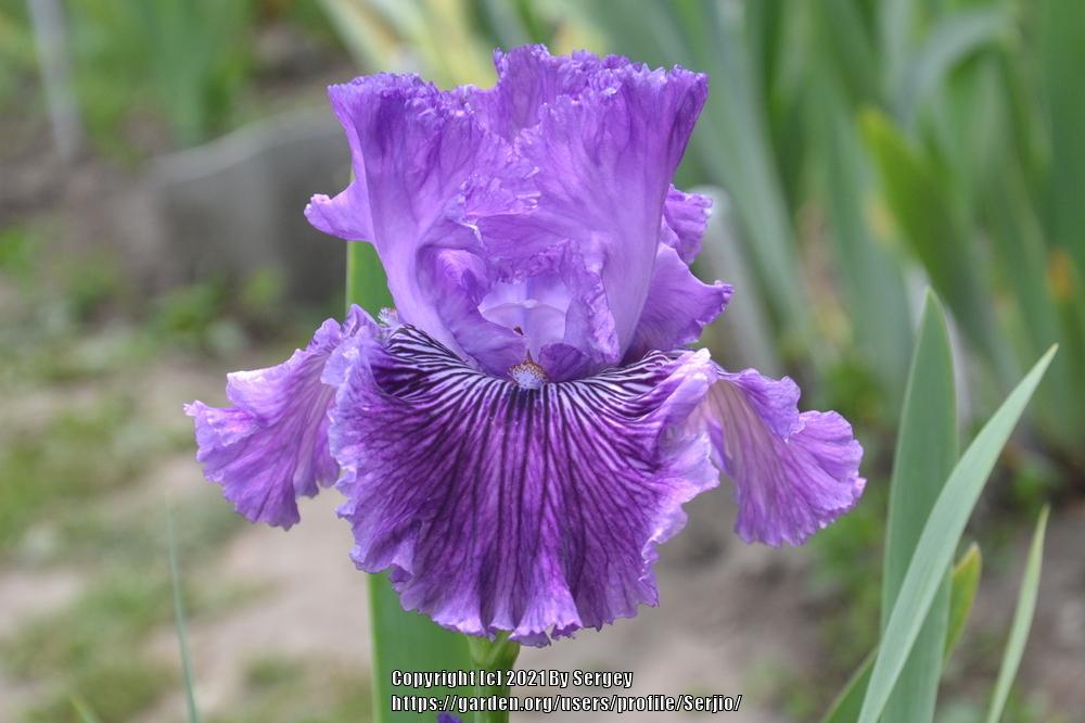 Photo of Tall Bearded Iris (Iris 'Mulberry Magic') uploaded by Serjio